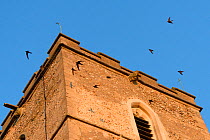 Screaming party of Common swifts (Apus apus) flying around a church bell tower at dusk, where a large colony breeds in nestboxes behind the window louvres, All Saints Church, Worlington, Suffolk, UK,...