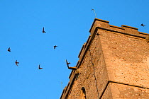 Screaming party of Common swifts (Apus apus) flying around a church bell tower at dusk, where a large colony breeds in nestboxes behind the window louvres, All Saints Church, Worlington, Suffolk, UK,...