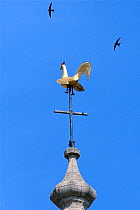Common swift (Apus apus) two flying over the weathercock on the spire of Holy Trinity Church, Bradford-on-Avon, Wiltshire, UK, June.