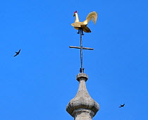 Common swift (Apus apus) two flying past the weathercock on the spire of Holy Trinity Church, Bradford-on-Avon, Wiltshire, UK, June.
