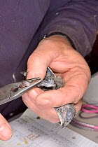 Young Common swift chick (Apus apus) removed briefly from a nest box being ringed by Simon Evans in a church belfry, Worlington, Suffolk, UK, July. Model released.