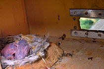 Two recently hatched  Common swift chicks (Apus apus) in a nest box in a church belfry, inspected during a ringing study, Worlington, Suffolk, UK, July.