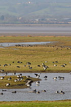 Flock of Barnacle geese (Branta leucopsis) grazing, resting and bathing on partly flooded saltmarshes on the Severn estuary, Gloucestershire, UK, February.