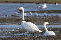 Bewick's swan (Cygnus columbianus) adult pair with one wearing a GPS logging neck collar for satellite tracking of migratory movements, WWT Slimbridge, Gloucestershire, UK, February.