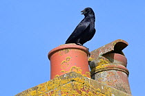 Carrion crow (Corvus monedula) calling from a chimney pot, Cornwall, UK, April.