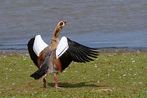 Egyptian goose (Alopochen aegyptiacus) flapping its wings and calling in an aggressive challenge on the margins of Rutland Water reservoir, Rutland, UK, August.