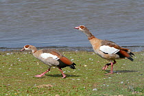 Egyptian goose (Alopochen aegyptiacus) chasing another goose on the margins of Rutland Water reservoir, Rutland, UK, August.