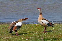 Egyptian goose (Alopochen aegyptiacus) in an aggressive head down challenge to another goose on the margins of Rutland Water reservoir, Rutland, UK, August.