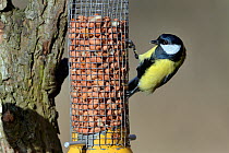 Great tit (Parus major) perched on a bird feeder filled with peanuts, Gloucestershire, UK, February.