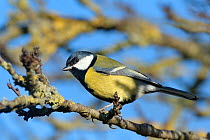 Great tit (Parus major) perched on a tree branch, Somerset, UK, December.