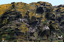 Guillemot (Uria aalge) breeding colony on cliff ledges, near Boscastle, Cornwall, UK, April.