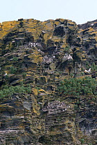 Guillemot (Uria aalge) breeding colony on cliff ledges, near Boscastle, Cornwall, UK, April.