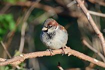 House sparrow (Passer domesticus) male perched in a bush, Somerset, UK, December.