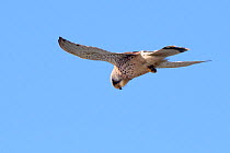 Kestrel (Falco tinnunculus) hovering overhead, Cornwall, UK, April.