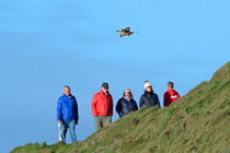 Kestrel (Falco tinnunculus) hovering near cliff edge with walkers on the coast path in the background, Cornwall, UK, April.