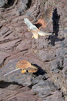 Kestrel (Falco tinnunculus) male flying down to mate with female crouching in receptive posture on cliff ledge, Cornwall, UK, April.