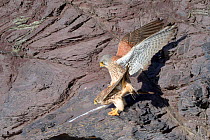 Kestrel (Falco tinnunculus) pair copulating on cliff ledge, Cornwall, UK, April.