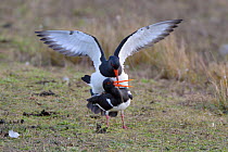 Oystercatcher (Haematopus ostralegus) pair mating and calling on the banks of a shallow freshwater lake, Gloucestershire, UK, February.