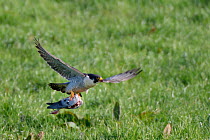Peregrine falcon (Falco peregrinus) flying over meadow carrying Feral pigeon (Columba livia) prey, Cornwall, UK, April.