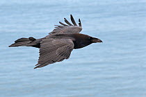 Raven (Corvus corax) in flight over the sea, Dorset, UK, April.