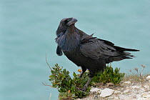 Raven (Corvus corax) adult perched on sea cliff edge with sea in the background, Dorset, UK, April.