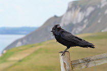 Raven (Corvus corax) adult perched on fence post in coastal grassland, Lulworth Cove, Dorset, UK, April.