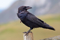 Raven (Corvus corax) adult perched on fence post in coastal grassland, Lulworth Cove, Dorset, UK, April.
