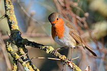 European robin (Erithacus rubecula) perched in a bush and looking down, Somerset, UK, December.