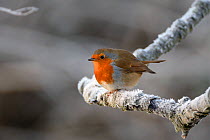 European robin (Erithacus rubecula) perched on a hoar frosted branch on a cold winter morning, Gloucestershire, UK, December.