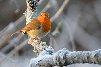 European robin (Erithacus rubecula) perched on a hoar frosted branch on a cold winter morning, Gloucestershire, UK, December.