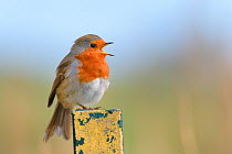 European robin (Erithacus rubecula) singing from a fence post, perched on one leg, Cornwall, UK, October.