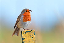 European robin (Erithacus rubecula) singing from a fence post, perched on one leg, Cornwall, UK, October.