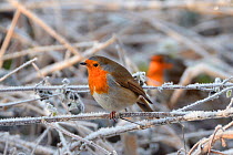 Two European robins (Erithacus rubecula) perched among hoar frosted vegetation on a cold winter morning, Gloucestershire, UK, December.
