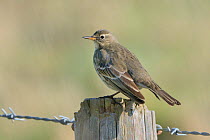 Rock pipit (Anthus petrosus) perched on a fence post in coastal farmland, Cornwall, UK, October.