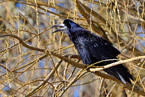 Rook (Corvus frugilegus) calling while perched in a Willow tree, Gloucestershire, UK, February.