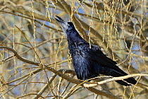 Rook (Corvus frugilegus) calling while perched in a Willow tree and blinking to show its blue nictitating membrane, Gloucestershire, UK, February.