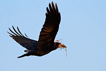 Rook (Corvus frugilegus) flying with twigs it has collected for its nest, Cornwall, UK, March.