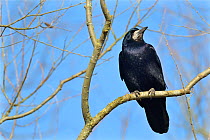 Rook (Corvus frugilegus) perched in a tree, Gloucestershire, UK, February.