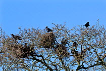 Rooks (Corvus frugilegus) on nests at a rookery high in trees, with one bird calling, Gloucestershire, UK, Fenbruary.