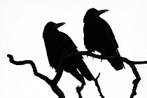 Two Rooks (Corvus frugilegus) silhouetted as they perch on a tree branch at their roost site at sunset, Gloucestershire, UK, February.