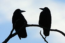 Two Rooks (Corvus frugilegus) silhouetted as they perch on a tree branch at their roost site at sunset, Gloucestershire, UK, February.
