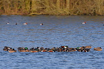 Northern shoveler (Anas clypeata) large group feeding co-operatively in a shallow lake by cricling in a dense raft, believed to stir up organic sediments for them to filter feed on, Gloucestershire, U...