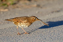 Song thrush (Turdus philomelos) manipulating hairy caterpillar prey on a road side, throwing it down repeatedly before eating it, Cornwall, UK, April.