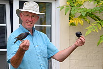 Two Common starlings (Sturnus vulgaris), habituated from a young age, perching on a man's hands, Milton, Cambridge, UK, July. Model and Property released.