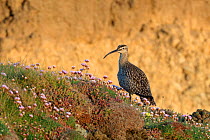 Whimbrel (Numenius phaeopus) resting on cliff edge among flowering Sea thrift (Armeria maritima) at dusk during the Spring migration period, Cornwall, UK, May.