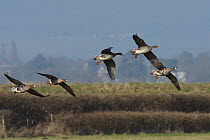 Five White-fronted geese (Anser albifrons) in flight over pastureland, Gloucestershire, UK, February.