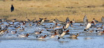 Wigeon (Anas penelope) flock, panicked while grazing by a passing raptor, landing on flooded marshland, Gloucestershire, UK, February.
