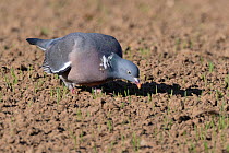 Wood pigeon (Columba palumbus) foraging for wheat seeds in a recently drilled field, Cornwall, UK, April.