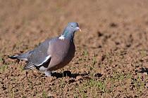Wood pigeon (Columba palumbus) foraging for wheat seeds in a recently drilled field, Cornwall, UK, April.