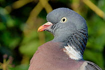 Wood pigeon (Columba palumbus) head close up, Gloucestershire, UK, February.